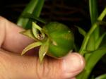 : - Beclardia macrostachya