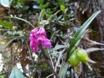 : - Epidendrum mesogastropodium