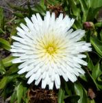 : - Hypochaeris sonchoides