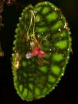:-Lepanthes calodictyon