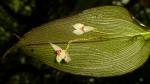 :-Lepanthes magnifica