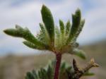 : - Ipomopsis polycladon