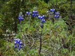 :-Lupinus pubescens
