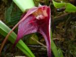 :-Masdevallia cucullata
