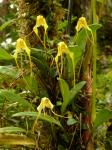 : - Masdevallia uncifera
