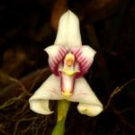 :-Maxillaria hillsii