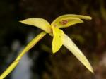 : - Rhetinantha acuminata