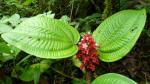 : - Tococa platyphylla