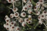 Silberimmortelle - Anaphalis margaritacea