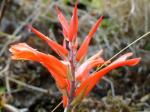 : - Pitcairnia pungens