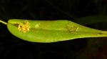 : - Pleurothallis dibolia