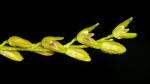 : - Specklinia gracillima