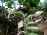 : - Ponthieva cornuta