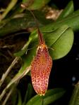 : - Restrepia contorta