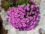 Gegenblättriger Steinbrech - Saxifraga oppositifolia