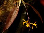 : - Comparettia chiribogae