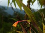 : - Sobralia crocea