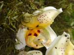 : - Stanhopea gibbosa