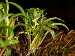 :-Stelis pusilla