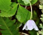 : - Anemone oregana