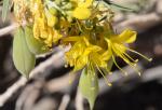 : - Peritoma arborea