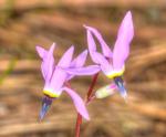 : - Dodecatheon hendersonii