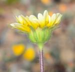 : - Layia chrysanthemoides