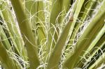 : - Yucca schidigera