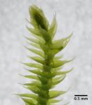 : - Pterogonium gracile