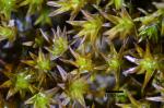: - Scouleria marginata