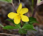 :-Viola lobata