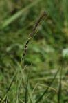 : - Carex timmiana