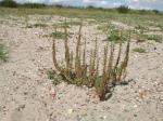 Australischer Gänsefuß - Chenopodium pumilio