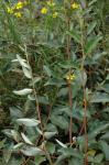 Reichblütige Ölweide - Elaeagnus multiflora