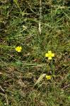 Niederliegendes Fingerkraut - Potentilla anglica
