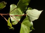 Schwarz-Pappel - Populus nigra