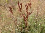 Krauser Ampfer - Rumex crispus
