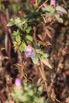 Sommerazalee - Clarkia amoena