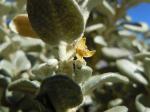 : - Shepherdia rotundifolia