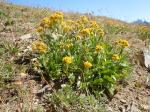 : - Solidago multiradiata