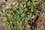 Wismarer Hügel-Fingerkraut - Potentilla wismariensis