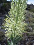 : - Stanleya tomentosa