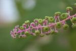 Amerikanische Kermesbeere - Phytolacca americana