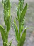 : - Triodanis leptocarpa