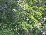 Sibirische Ulme - Ulmus pumila