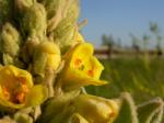 Kleinblütige Königskerze - Verbascum thapsus