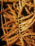 Erdmandel - Cyperus esculentus