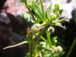 Kletten-Labkraut - Galium aparine