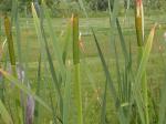 Breitblättriger Rohrkolben - Typha latifolia