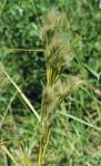 : - Andropogon glomeratus